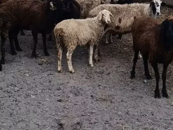 Ram, Sheep — Kazakhstan