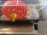 Hamster və qəfəs dəsti - Növ: kiçik ev heyvanı – hamster - Dəst — φωτογραφία 1