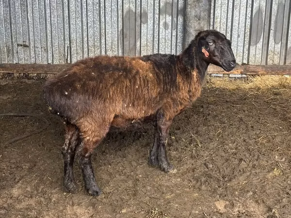 Biri-biri betina, Sheep — Kazakhstan