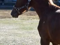 Cavallo, Kisber felver — foto 3