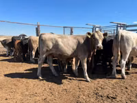 Ko, Simmental cattle — foto 2