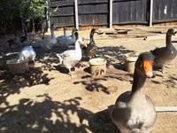 Geese — عکس 1