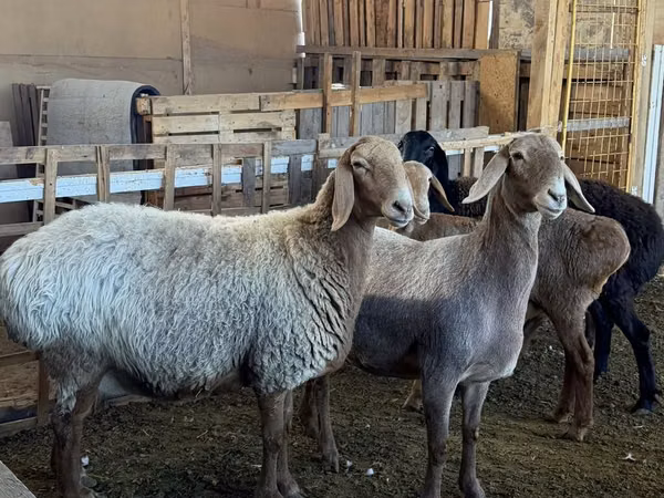 በግ, Arashan sheep