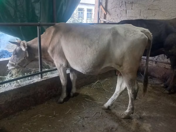 Cow, Cattle — Kyrgyzstan