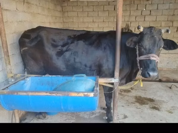 Vache, Bovins — Ouzbékistan