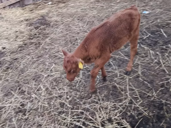 Bull, Cattle — Kazakhstan