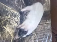 ნეზვი — ფოტო 3