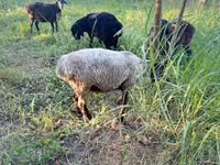 Kambing jantan, Sheep — foto 4
