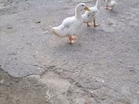 Ducks — 1-rasm