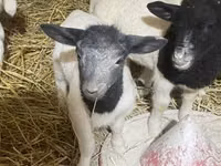 Sheep, Dorper sheep — photo 2