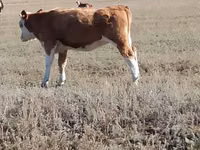 Cow, Kazakh White-headed cow — photo 6