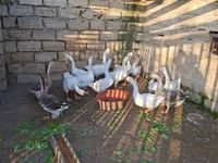 Geese — புகைப்படம் 1