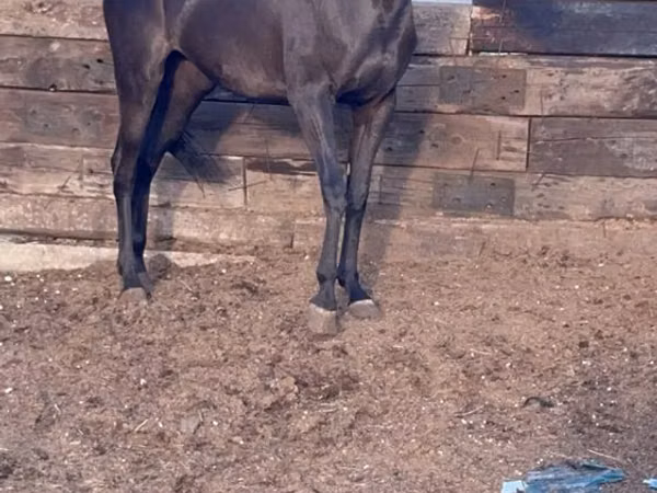 Ngựa cái, Anglo-Arabian