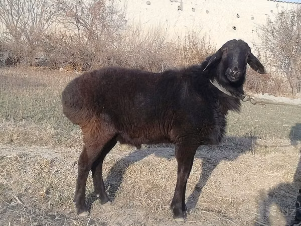 Ram, Sheep — Uzbekistan