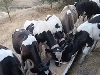 Bull, Russian Black pied cattle — photo 1