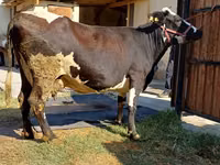 Mucca, Razza Holstein — foto 2