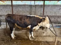 Bull, Cattle — photo 2