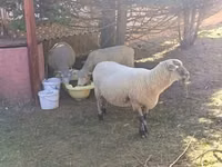 母羊, Merino sheep — 照片 4