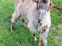 Goat, Goats — photo 3