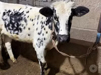 Կով, Russian Black pied cattle — լուսանկար 2