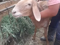 แกะตัวเมีย, Arashan sheep — รูปภาพ 1