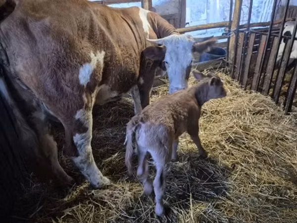 Krava, Simmental cattle — Мађарска
