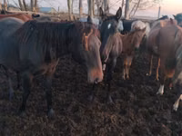 Faras dhaddig, Horses — sawirka 3