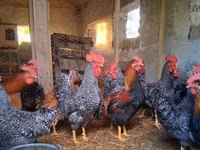 Chickens — ფოტო 1