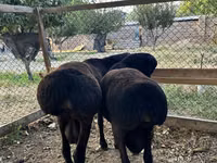 Sheep, Sheep — photo 4