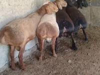 Kambing jantan, Arashan sheep — foto 3