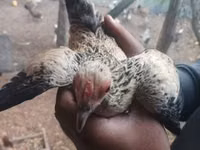 Chickens — foto 2