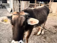 Cow, Alatau breed — photo 2