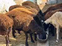 قوچ, گوسفند — عکس 1