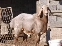 Ram, Arashan sheep — photo 2