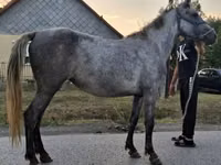 Mare, Horses — photo 1