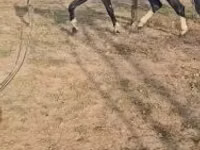 Hing, Dutch warmblood horse — 3. fotó