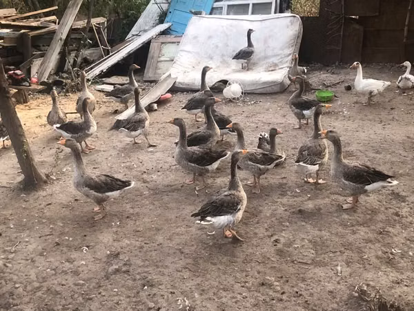 Geese — Kyrgyzstan