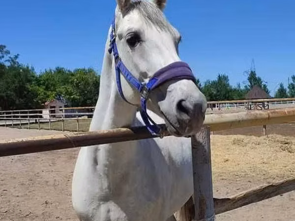 Horse (M), Russian Trotter — Kazakhstan