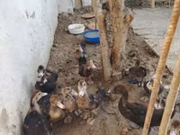 Domestic Muscovy — photo 1