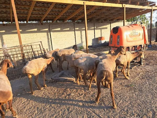 Sheep, Sheep — Kyrgyzstan