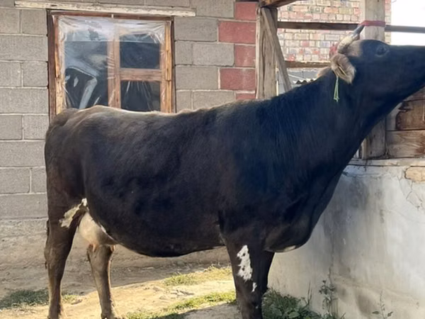 Lo’, Alatau breed