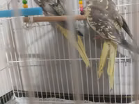 Nymph (kakadul, cockatiel) cütü və qəfəs dəsti - Növ: Nymph — foto 2