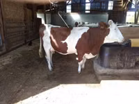 Cow, Montbéliarde — photo 5