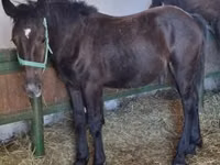 Mare, Horses — photo 1