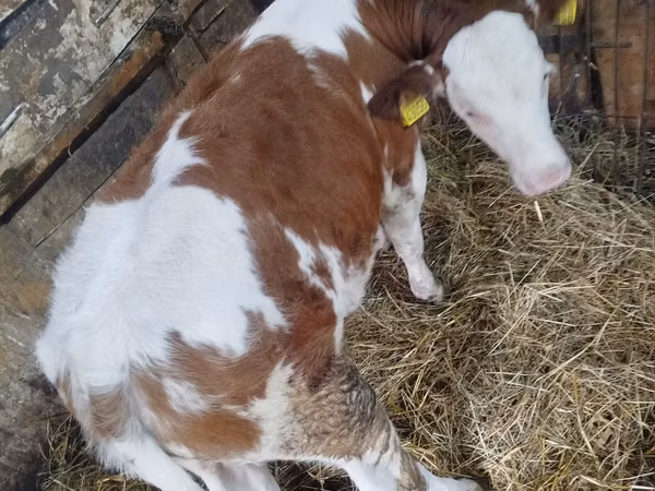 Cow, Simmental cattle — Poland