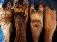Ножки — புகைப்படம் 2