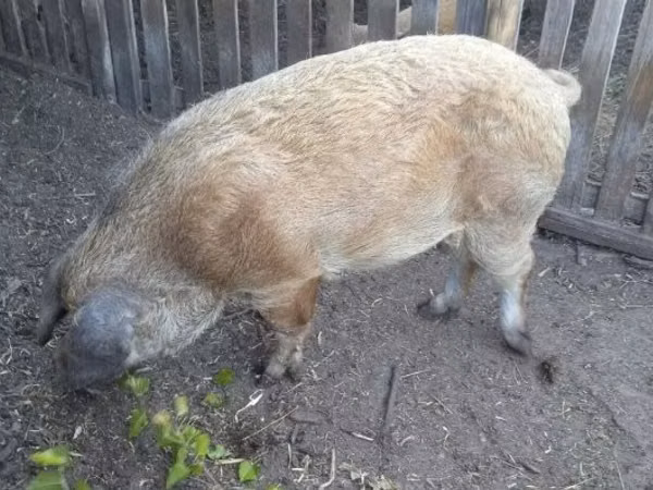 Säue, Schweine