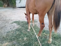 Kuda betina, Horses — foto 5