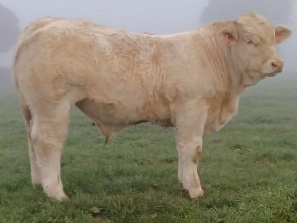 Bull, Charolais cattle — United Kingdom