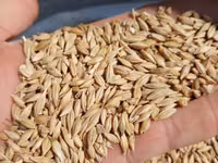 Porumb 4 lei kg — फ़ोटो 4